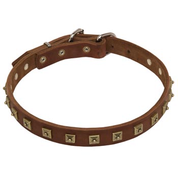 Amstaff Leather Collar For Walking And  Training in Style
