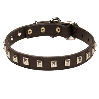 Amstaff Walking   Leather Collar with Studs