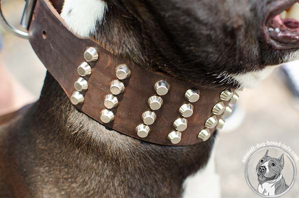 Amstaff leather collar adorned with 4 rows of pyramids