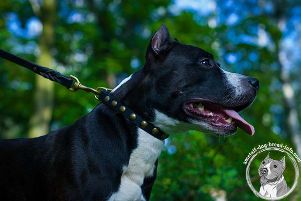 Amstaff leather collar with shiny studs