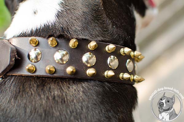 Amstaff leather collar with 2 rows of spikes and 1 row of nickel studs