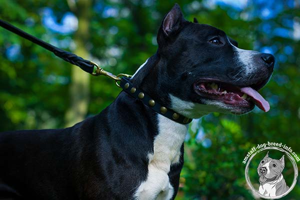 Amstaff black leather collar of lightweight material studded for stylish walks