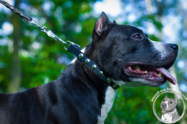 Handcrafted Amstaff leather collar