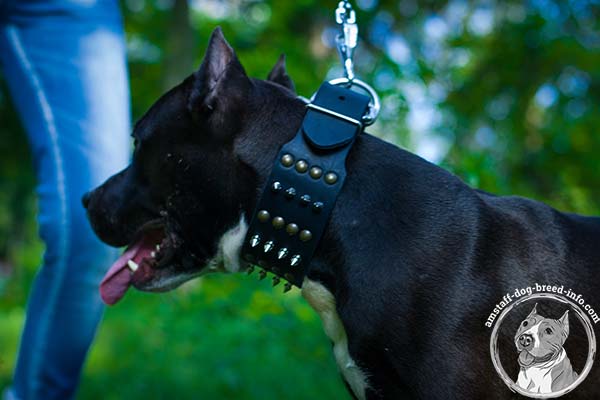 Amstaff black leather collar with reliable studs for any activity