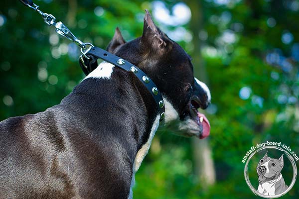 Amstaff black leather collar with rust-resistant fittings for daily walks