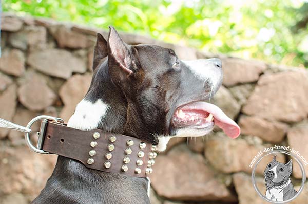 Amstaff leather collar comes with rustless hardware
