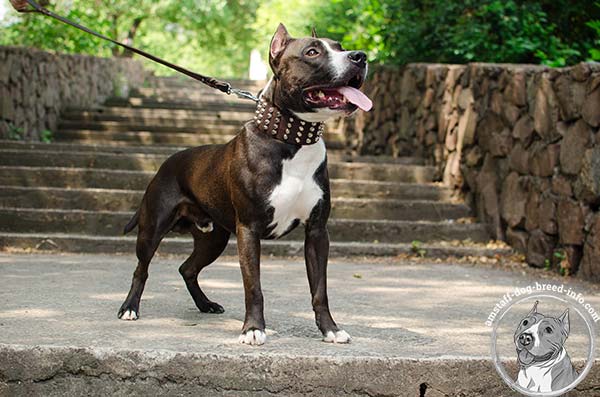 Amstaff leather collar for daily comfort