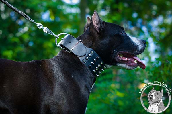 Amstaff black leather collar extra wide with studs for safe walking
