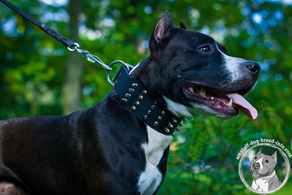 Amstaff black leather collar wide with traditional buckle for better comfort