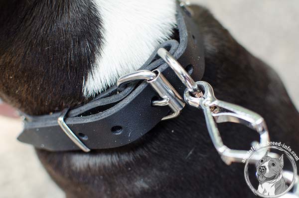 Amstaff leather collar with durable hardware