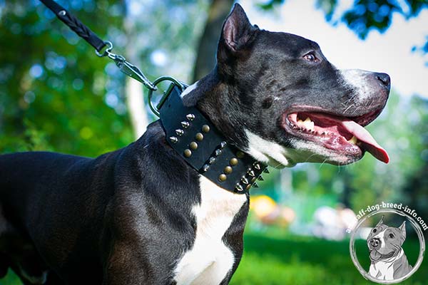 Amstaff leather collar of the highest quality