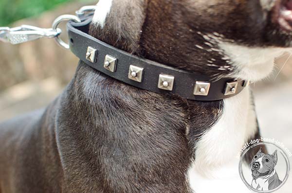 Reliably riveted Amstaff leather collar 