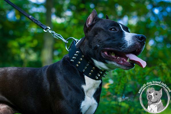 Amstaff black leather collar with rust-resistant hardware for improved control