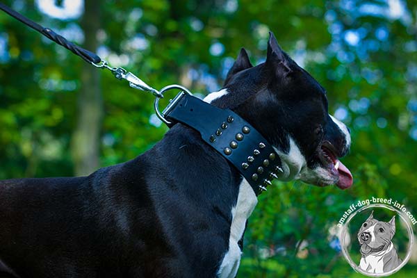 Amstaff leather collar with nickel plated hardware