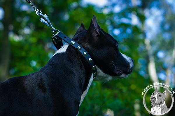 Amstaff black leather collar with rust-proof hardware for professional use
