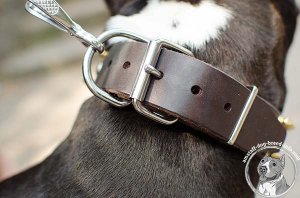 Amstaff leather collar with nickel plated fittings