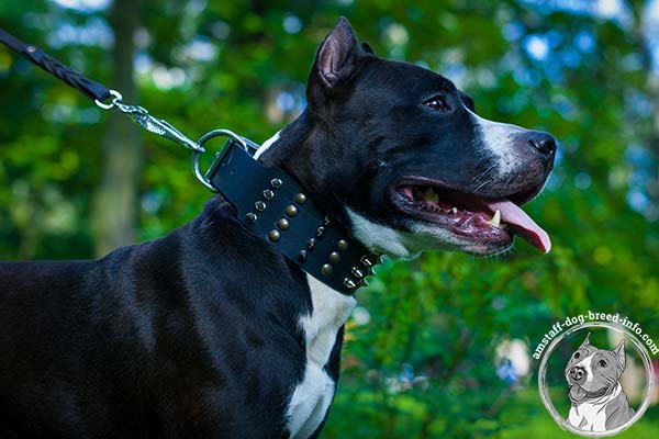 Amstaff black leather collar with non-corrosive nickel plated hardware for basic training