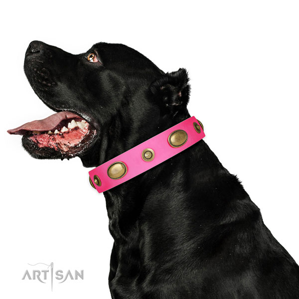 Stylish walking dog collar of natural leather with unusual embellishments