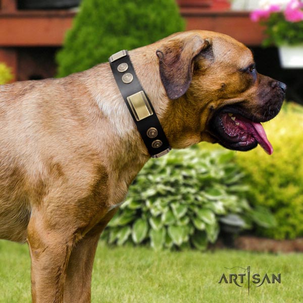 Cane Corso studded collar made of high quality leather