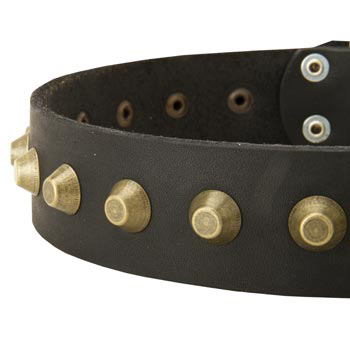 Leather Dog Collar with Brass Pyramids for Amstaff