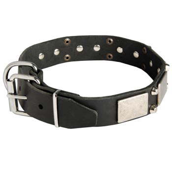 Leather Buckle Collar for Amstaff Walking