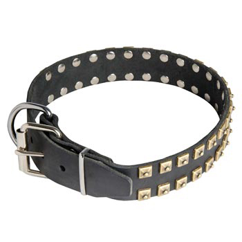 Leather Amstaff Collar with Solid Rivets