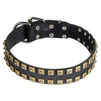 Leather Amstaff Collar with Firm Studs