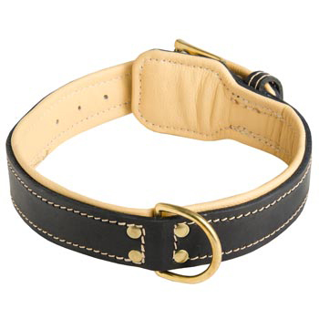 Leather Dog Collar Padded for Amstaff Off Leash Training