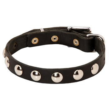 Leather Amstaff Collar Studded for Puppies