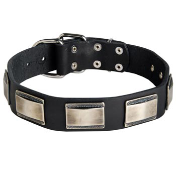 Leather Amstaff Collar with Solid Nickel Plates