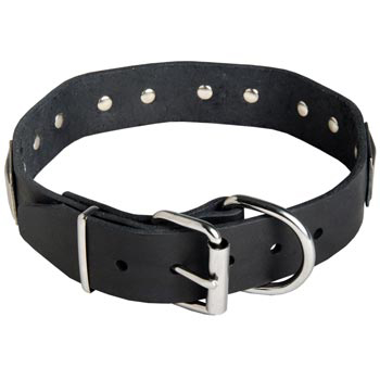 Leather Amstaff Collar with Steel Nickel Plated Buckle and D-ring