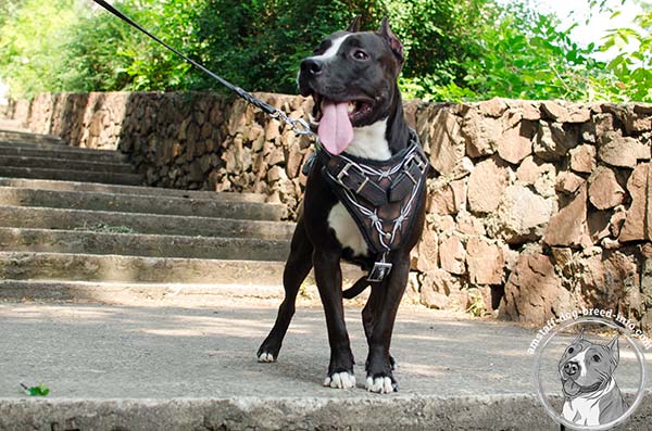 Amstaff leather harness of high quality with riveted fittings   for professional use