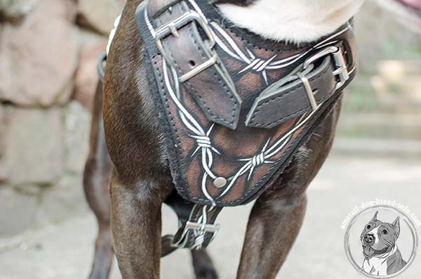 Amstaff leather harness with felt padding on chest