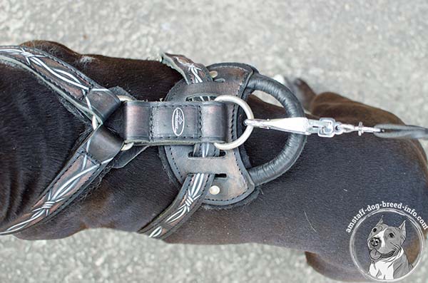 Amstaff leather harness