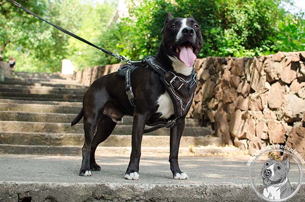 Amstaff leather harness for training