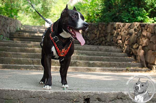 Amstaff leather harness of lightweight material with quick release buckle for better comfort