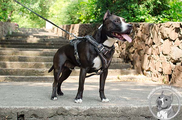 Amstaff leather harness with non-corrosive fittings for walking