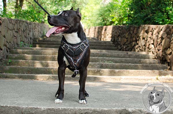 Amstaff leather harness with reliable quick release buckle for basic training
