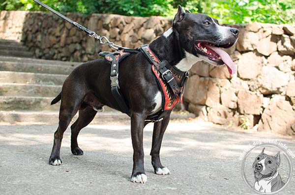Amstaff leather harness with rust-proof fittings for quality control