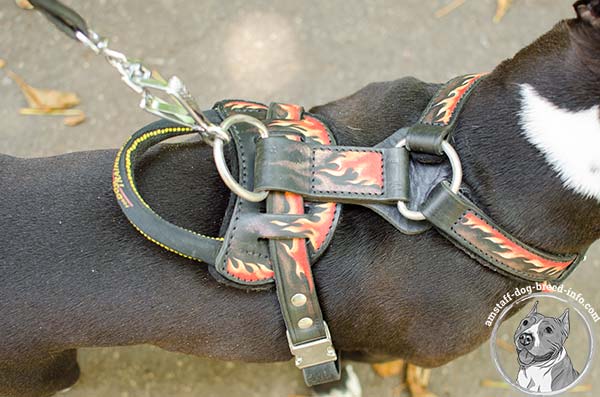 Amstaff leather harness with nickel plated hardware