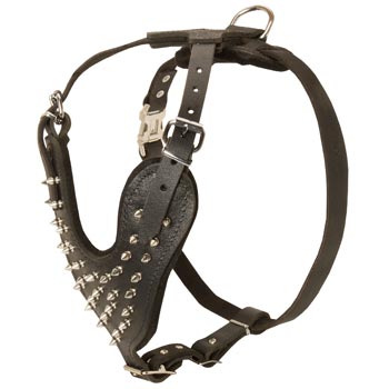 Spiked Leather Harness for Amstaff Walking
