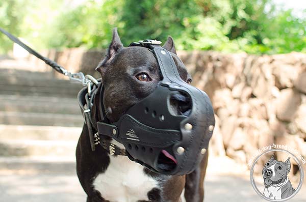 Amstaff leather basket muzzle with strong nickel plated hardware for walking