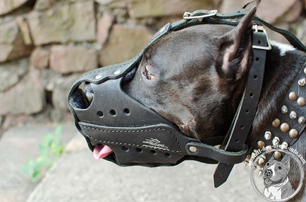 Amstaff leather muzzle for heavy duty training