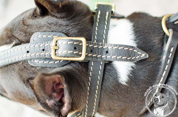 Amstaff leather muzzle snugly fitted with traditional buckle for perfect control