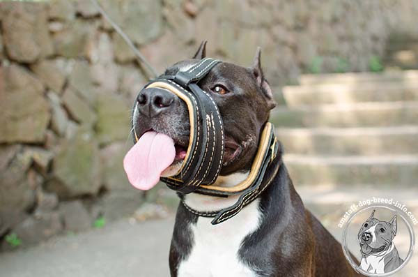  Amstaff leather muzzle to prevent barking