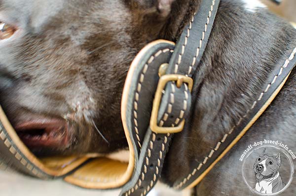 Amstaff leather muzzle with durable fittings for stylish walks