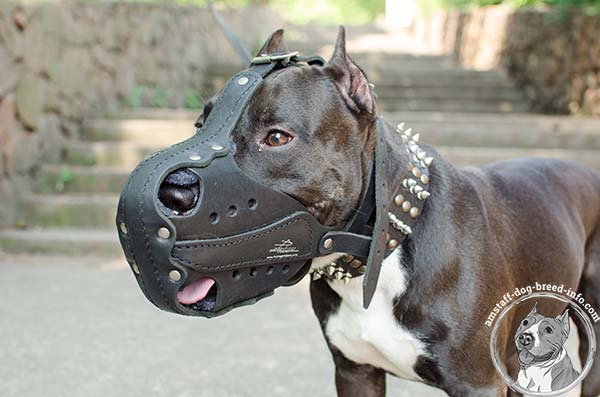 Amstaff leather muzzle for service dog