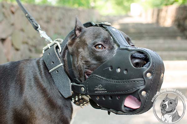 Amstaff leather muzzle with excellent air flow