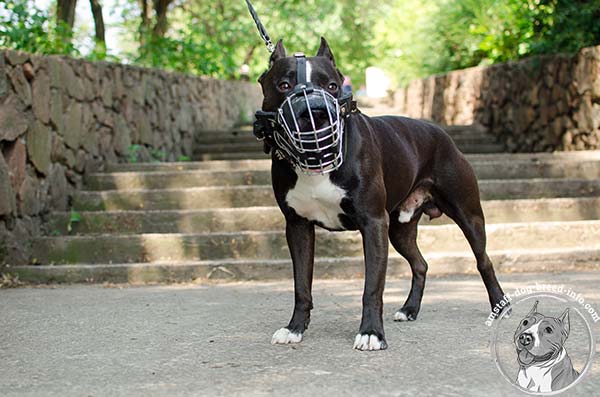 Free to bark and pant Amstaff wire cage muzzle 