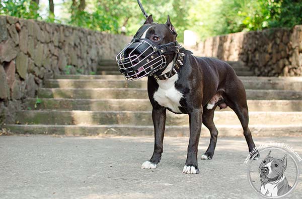 Amstaff wire cage muzzle with rust-resistant fittings for perfect control